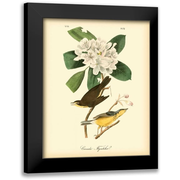 Audubon, John James 12x14 Black Modern Framed Museum Art Print Titled - Canada Flycatcher