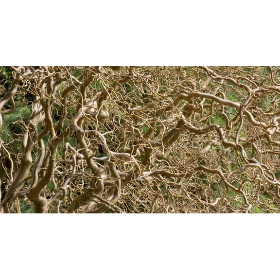 Home Shops USA Gold Corkscrew Willow Tree Cutting Live Plants in 6" Grower Pots