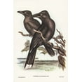 thumbnail image 2 of Gould, John 11x14 White Modern Wood Framed Museum Art Print Titled - Sooty Crow-Shrike-Strepera fuliginose, 2 of 4