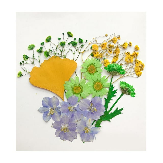 Flores secas naturales 13X Macarena Hojas para álbumes de recortes Arte Artesanía Resina Fabricación DIY
