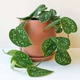 thumbnail image 3 of Pothos Satin Live Plant for Indoor | Different Houseplants in 4'' & 6'' Pot | Real House Plant for Living Room, Office, Desk & Bathroom | Silver Vine | Scindapsus Pictus Argyraeus, 3 of 7