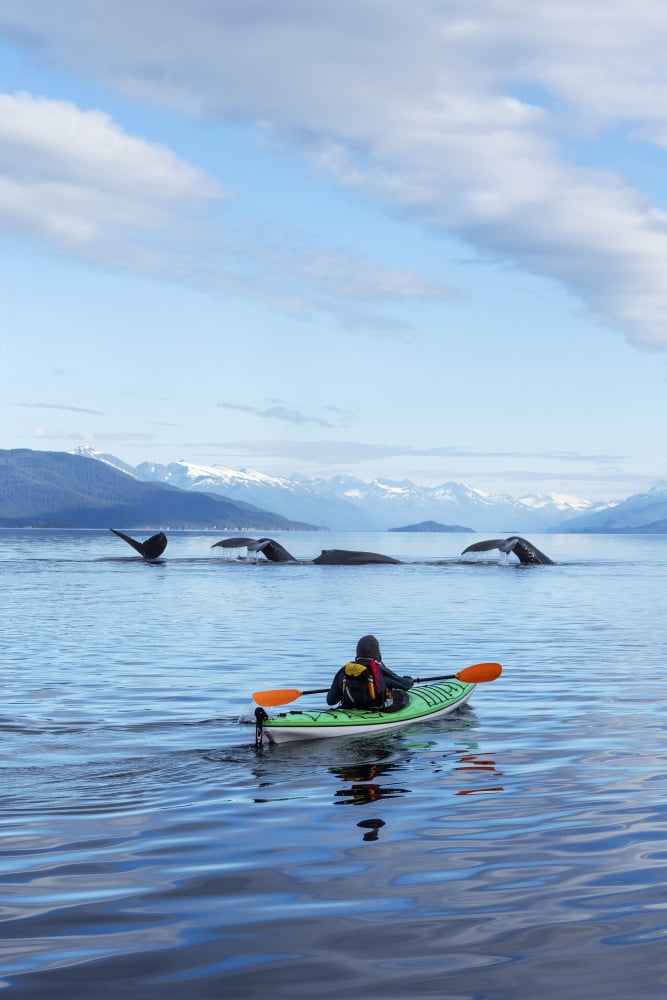 A Sea Kayaker Watches As A Group Of Humpback Whales Lift Their Flukes Returning To The Bountiful Waters Of Se Alaskas Stephens Passage Tracy Arm And Coast Range Mountains Rise Beyond Composite MrEd Em