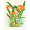 thumbnail image 3 of Jean Jules Linden 19x24 Black Modern Framed Museum Art Print Titled - There is Aurantiaca (1885-1906), 3 of 5