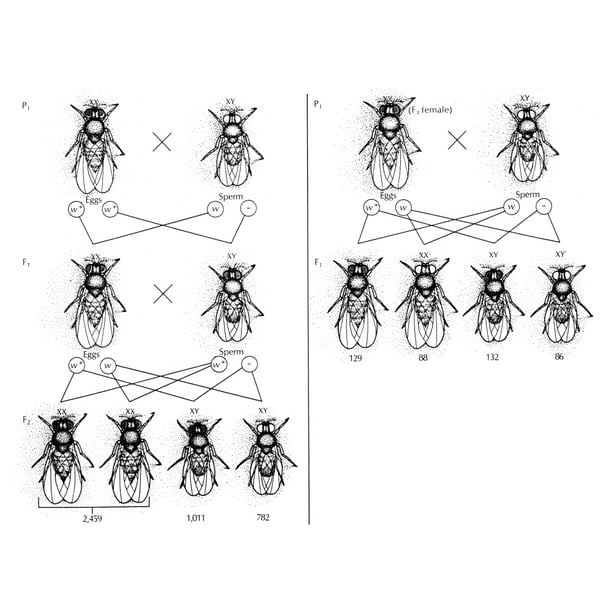 Fruit Flies Ndiagram Of Observations Made By Thomas Hunt