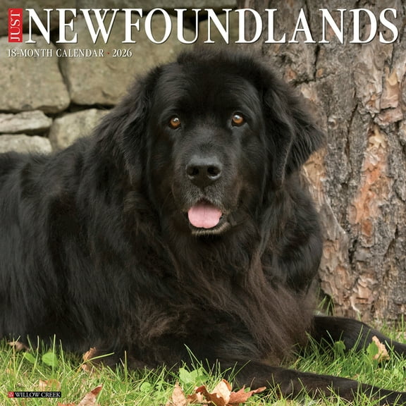 Newfoundlands 2026 Wall Calendar, (Paperback)