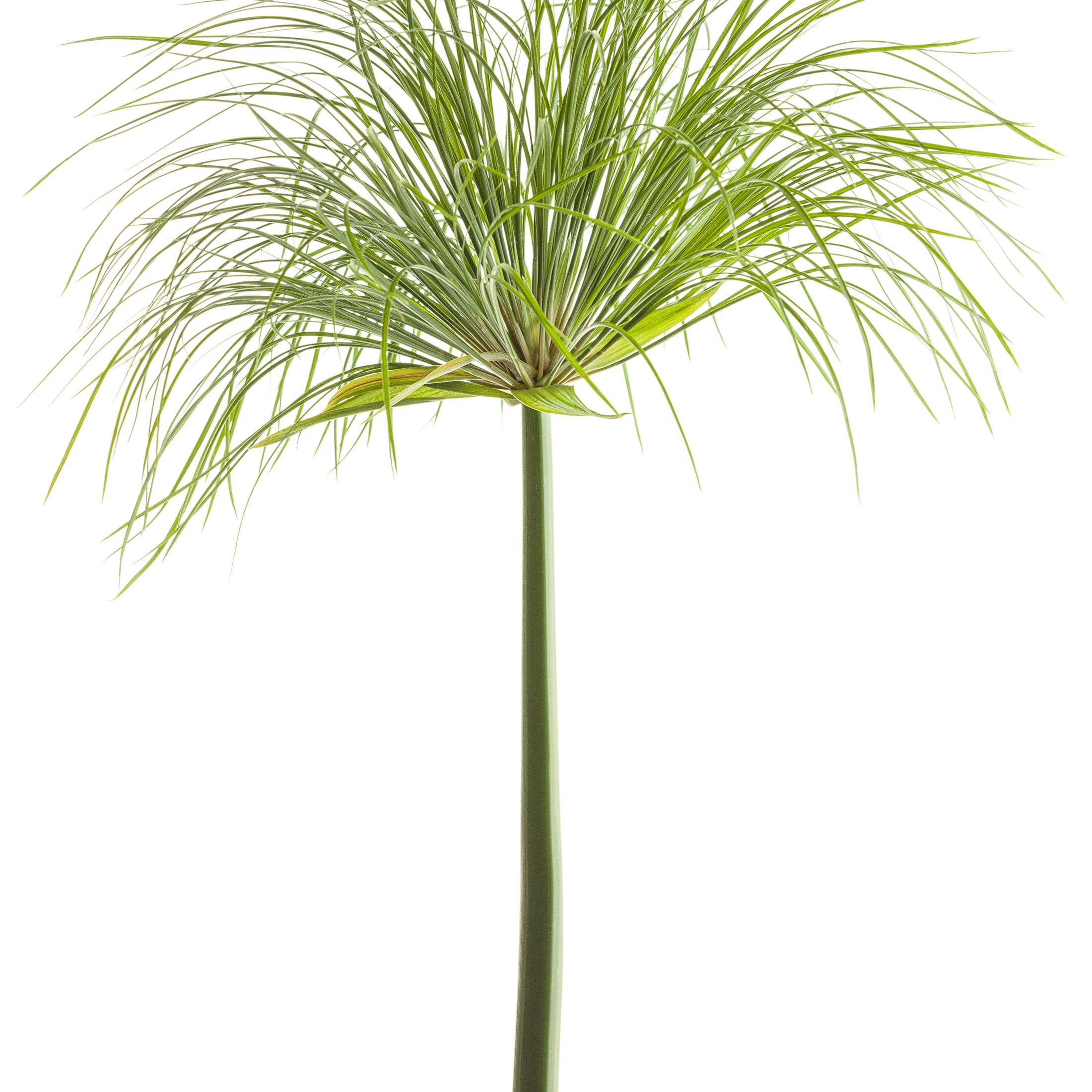 Proven Winners 5" Graceful Grasses Prince Tut Dwarf Egyptian Papyrus Live Plant in 4.5" Pot (4 Count)