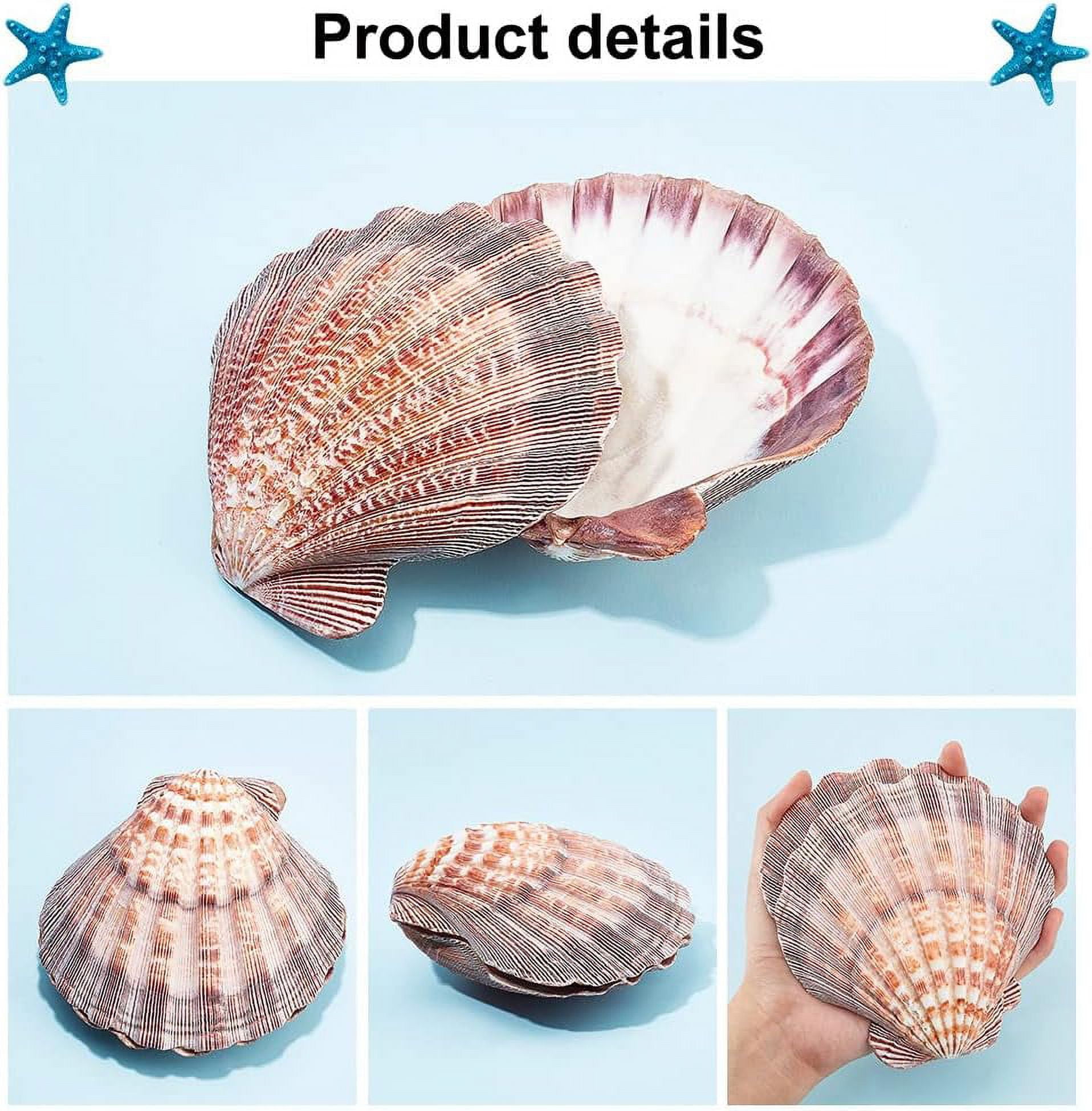 2pcs Large Scallop Shells Lions Paw Scallop Seashells 5.2-5.4 Natural Shell Beads Undrilled Baking Shells Natural