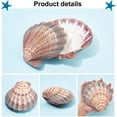 thumbnail image 2 of 2pcs Large Scallop Shells Lions Paw Scallop Seashells 5.2-5.4 Natural Shell Beads Undrilled Baking Shells Natural, 2 of 6