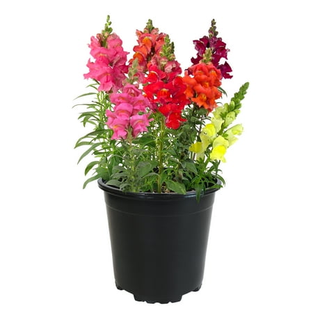 Expert Gardener 2QT Orange Pink Yellow Snapdragon Live Plant Sun