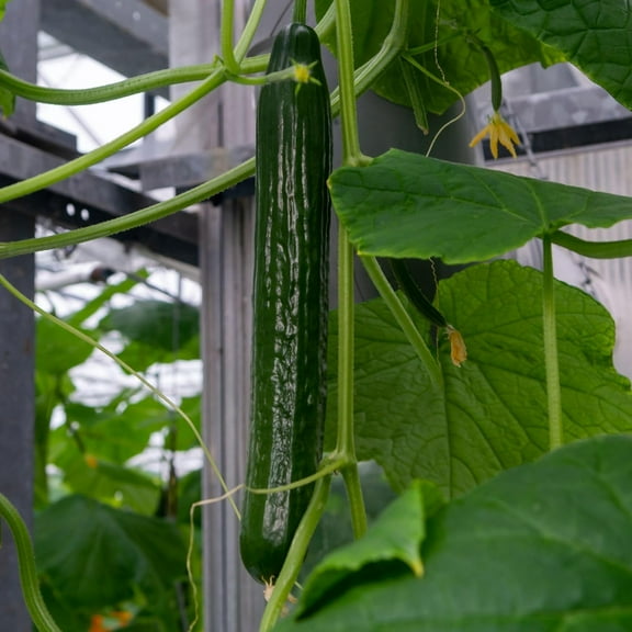 China Long Cucumber – Hybrid, F1 Hybrid, Non-GMO – 500 Mg Packet (~20 Seeds) – Asian Garden Vegetable for Planting – High Germination Rate, Ideal for Farm, Home & Gardening