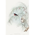 thumbnail image 2 of Gould, John 17x24 Black Ornate Wood Framed with Double Matting Museum Art Print Titled - Dicaeum Hirundinaceum-Swallow Diaeumby, 2 of 4