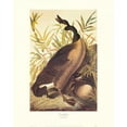 thumbnail image 2 of Audubon, John James 20x24 Black Ornate Wood Framed with Double Matting Museum Art Print Titled - Canada Goose (decorative border), 2 of 4