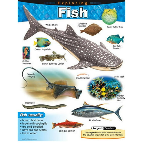 Exploring Fish Learning Chart 17x22 [T38183]