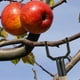 thumbnail image 2 of 8 piezas de soporte para ramas de árbol, soporte para ramas de árbol, soporte para árboles frutales, soporte para árboles inclinados, dispositivo de soporte para ramas de árbol, 2 of 8