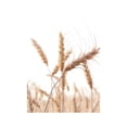 thumbnail image 2 of Cartel de naturaleza Perfecl Arte de la pared de lona 50x75 CM, 2 of 8