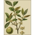thumbnail image 3 of Fitch, J.N. 19x24 Black Modern Framed Museum Art Print Titled - Fitch Leaves on Khaki I (PS), 3 of 5