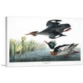 thumbnail image 1 of ARTCANVAS Red Breasted Merganser Canvas Art Print by John James Audubon - Size: 12" x 8" (0.75" Deep), 1 of 9