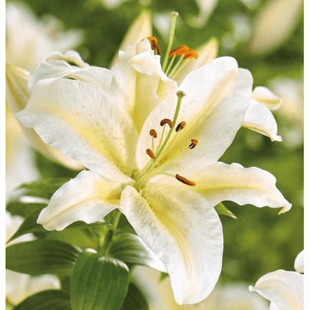 10 Bafferari Oriental Lily Bulbs