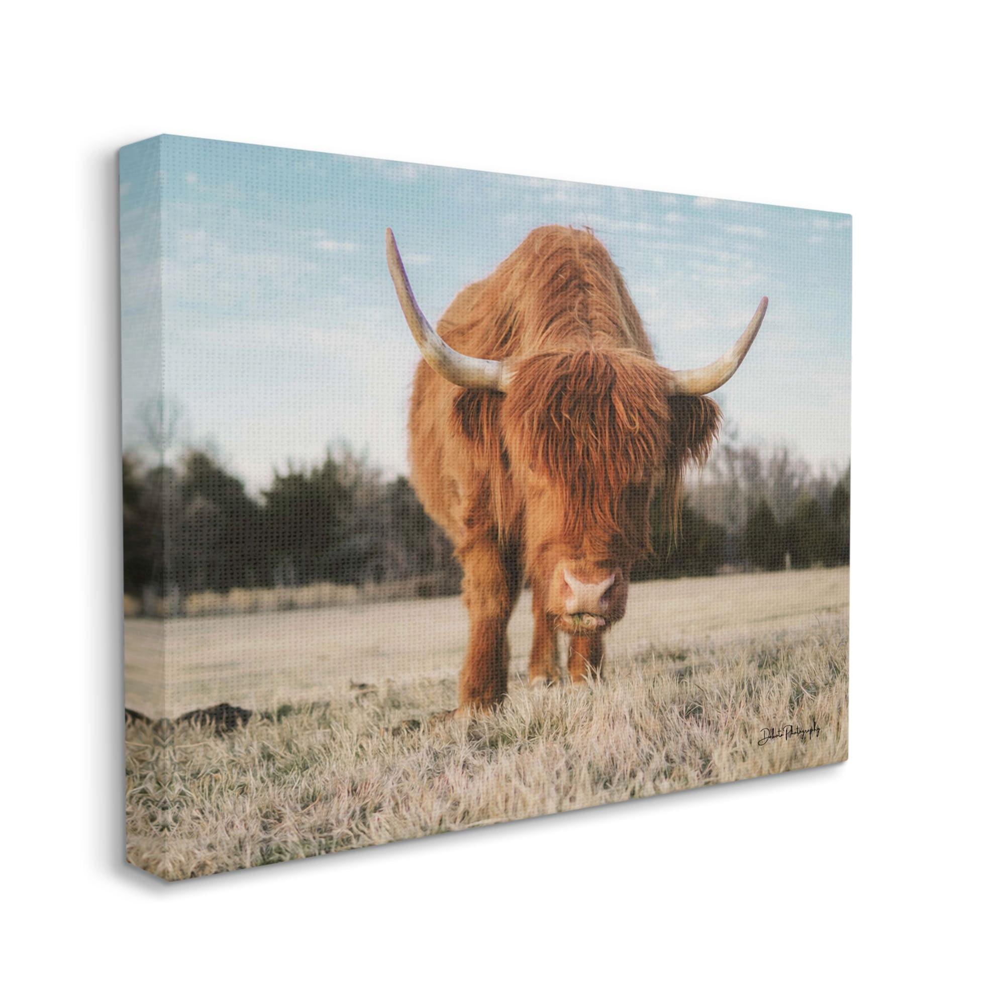 Stupell Farmhouse Highland Cattle Ranch Animals & Insects Photography Gallery Wrapped Canvas Print Wall Art
