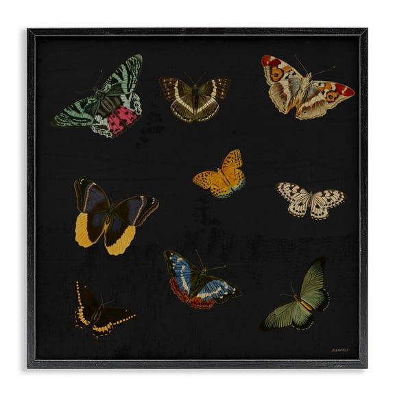 Stupell Industries Butterfly & Moth Collection Black Framed Giclee Art, design by Dan Meneely