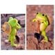 thumbnail image 5 of Ranas Grandes para Decoración de Jardín. Estas Ranas Carnosas Son Ideales para Decorar Jardines, Patios, Interiores y Exteriores, y Como Regalo de Inauguración., 5 of 7