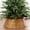 Brown_Hot#456, variant on Christmas Tree Collar Woven Plastic Tree Base with Split Side Design for Artificial Trees and Indoor Holiday Decoration