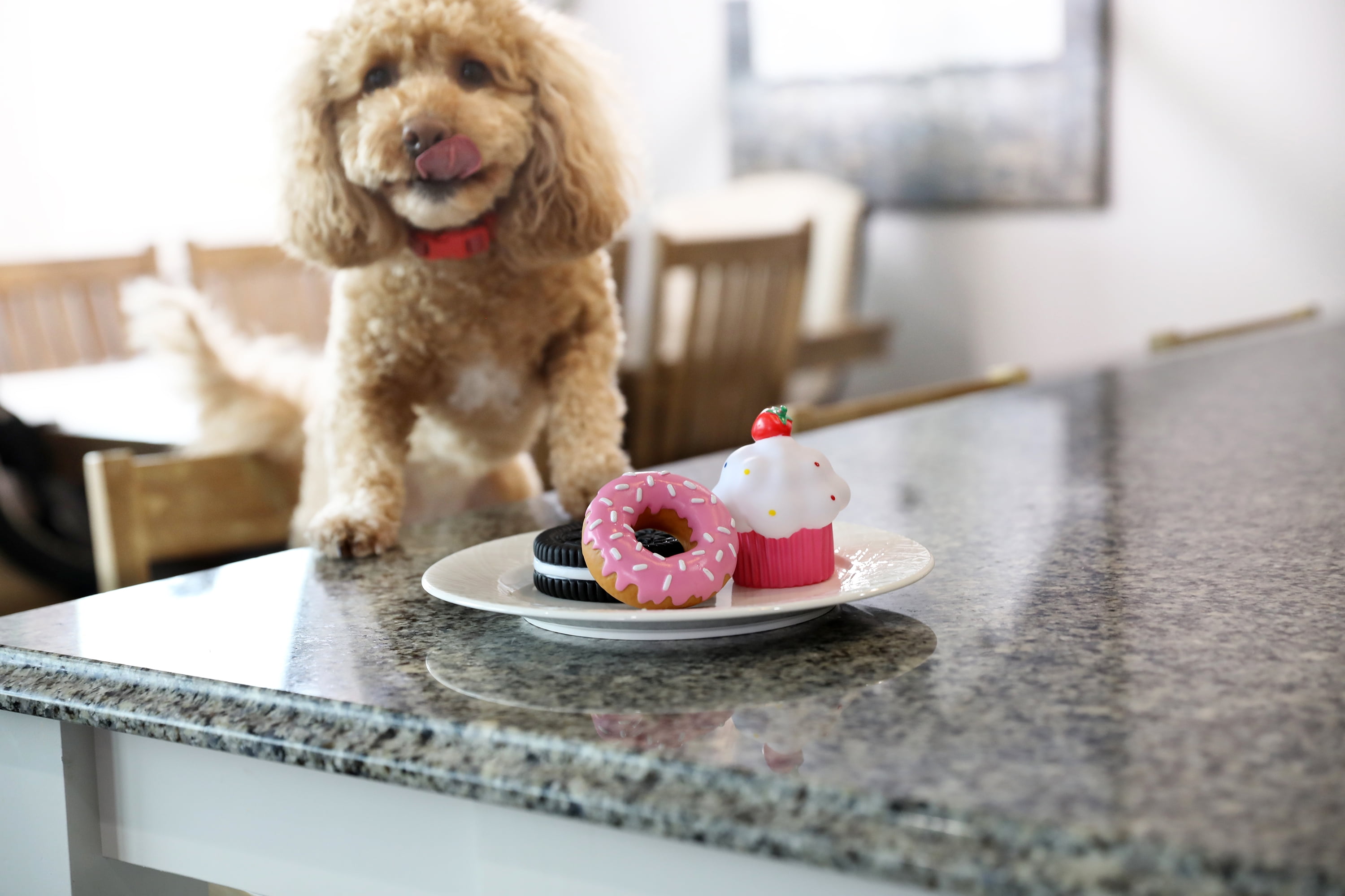 (2 pack) Vibrant Life Squeaky Pastry Rubber Chew Dog Toy, Assorted Designs