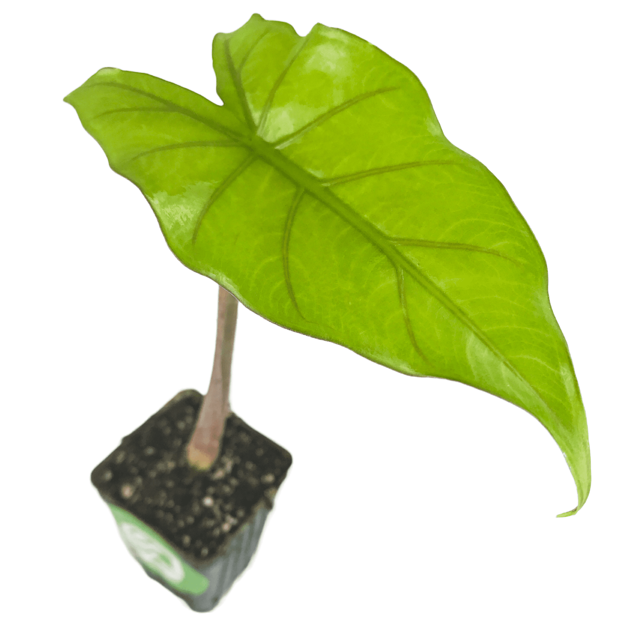 Sumo Elephant Ear Live Plant Alocasia Wellspring Gardens Starter Plant