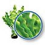 Weco Freshwater Pro Series Amazon Ruffled Sword Premium Plant Weighted Base 9 inch