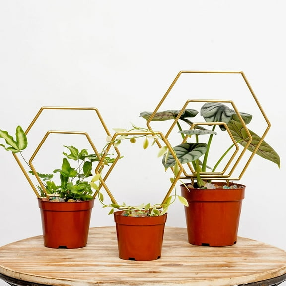 Hoya Trellis for Indoor Climbing Plants – Durable Metal Support for Potted Hoya and Other Vines – Various Simple Installation – Elegant Addition for Plant Enthusiasts