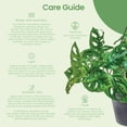 thumbnail image 7 of American Plant Exchange Monstera Adansonii Hanging Basket, 8-Inch, Wide Leaf Swiss Cheese Plant, Live Houseplant, 7 of 7
