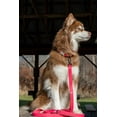 thumbnail image 4 of Red Mountain Syrah Waterproof Dog Collar, 4 of 4