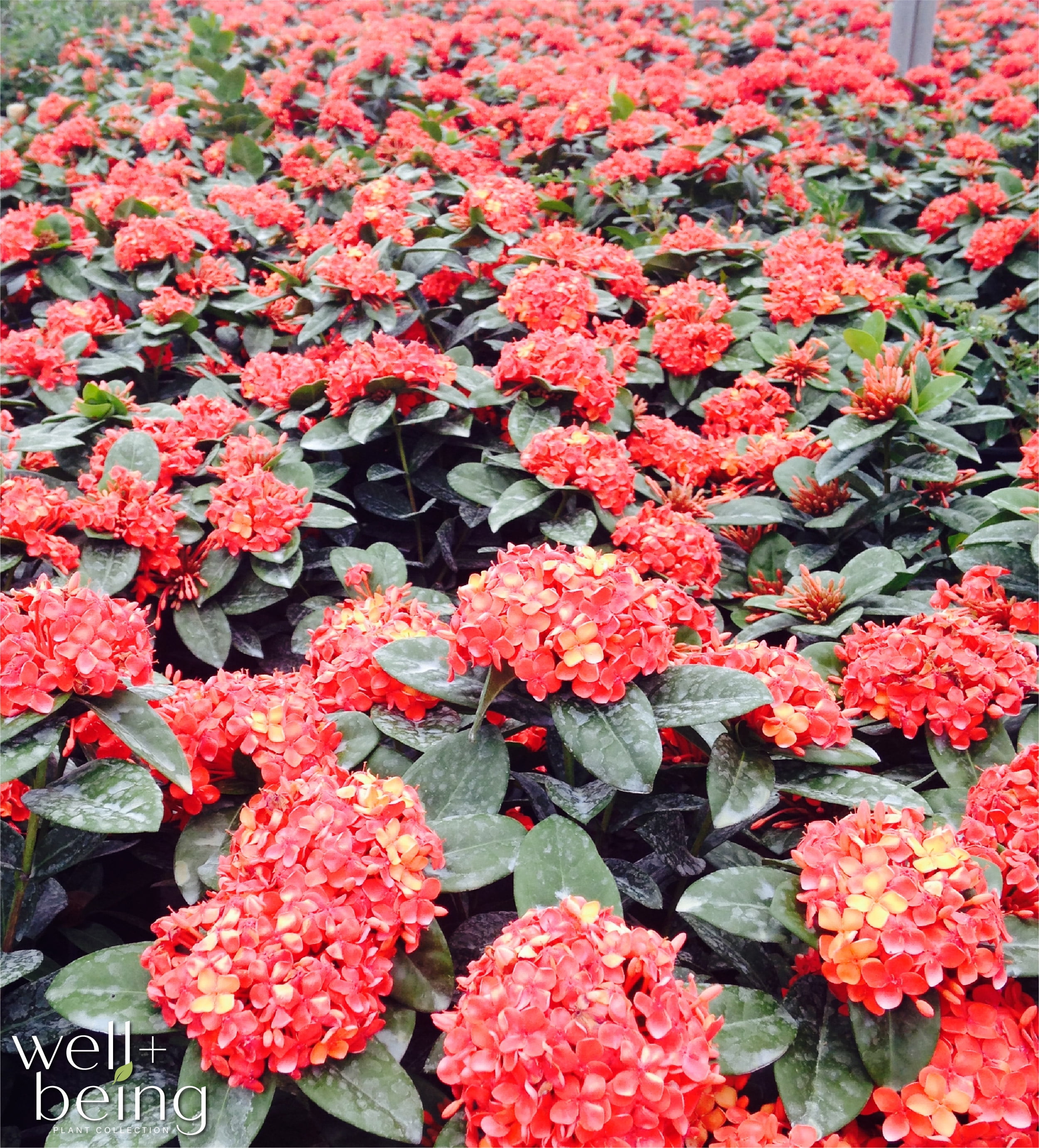 Nature's Way Farms Ixora Maui, Red, Easy Care, Live Plant, Grow Outdoor, Full Sun Bright Light, Perfect for Plant Lovers & Beginners, in Grower Pot. (18-24 in. Tall)