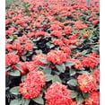 thumbnail image 3 of Nature's Way Farms Ixora Maui, Red, Easy Care, Live Plant, Grow Outdoor, Full Sun Bright Light, Perfect for Plant Lovers & Beginners, in Grower Pot. (18-24 in. Tall), 3 of 3