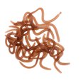 thumbnail image 1 of 20 Pcs / Box Strong Fishy Fishing Worm Soft Clam Worms Bass Fishing, 1 of 7