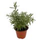 thumbnail image 3 of planta calibrachoa 5", 3 of 6