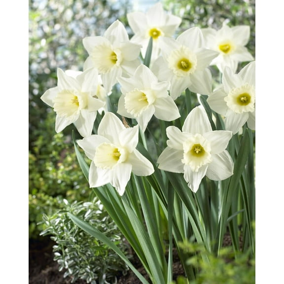 Mount Hood Large Trumpet Daffodil Bulbs for Planting - Large White Elegant Blooms (10 Bulbs)