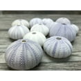 thumbnail image 5 of Sea Urchin | 12 Purple Sea Urchin Shell |12 Purple Sea Urchin Shells for Craft and Decor | Nautical Crush Trading TM, 5 of 9