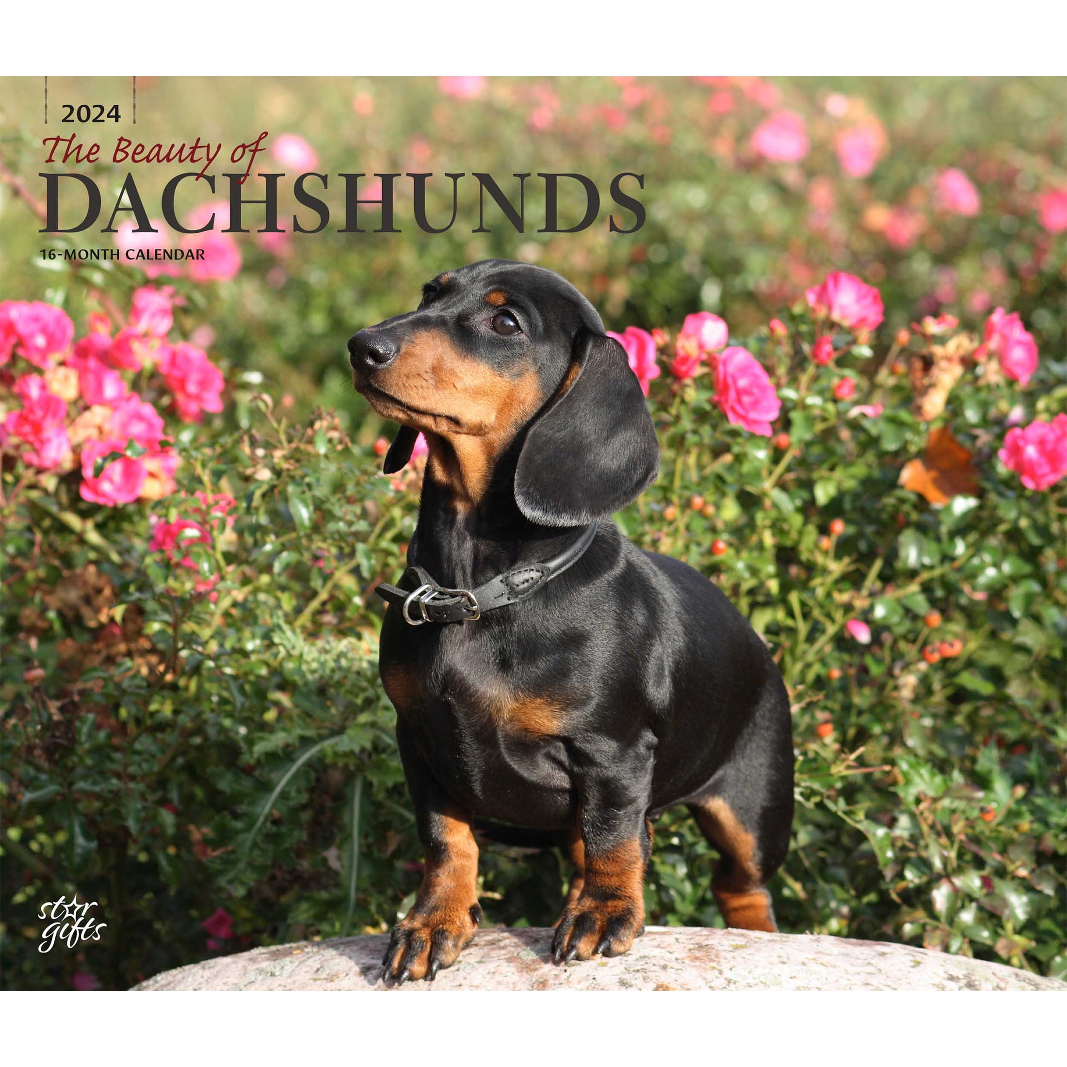 The Beauty of Dachshunds 2024 14x24" (Hanging) Wall Calendar