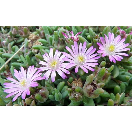 Tiny Pink Beaufort West Ice Plant-Sun Perennial/Fairy Garden-Delosperma-2.5" Pot