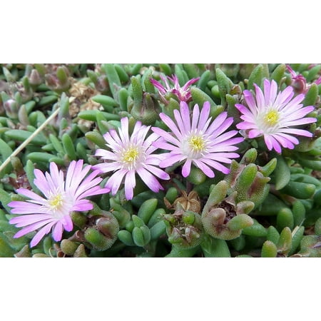 Tiny Pink Beaufort West Ice Plant-Sun Perennial/Fairy Garden-Delosperma-2.5 Pot
