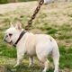 thumbnail image 3 of Correas Para Perros Cadenas Para Perros Correas Largas Para, 3 of 6