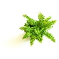 thumbnail image 3 of Hirt's Terrarium Kit with 3 Live Mini Ferns in 2" Pots, 3 of 4