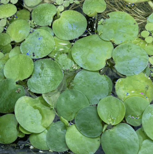 10+ Amazon Frogbit Live Aquarium Plants | 25+ Healthy Leaves | Floating Plant | Duckweed Free