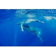 thumbnail image 2 of Jaynes Gallery 24x17 Gold Ornate Wood Framed with Double Matting Museum Art Print Titled - South Pacific-Tonga Humpback whale mother and calf close-up, 2 of 4