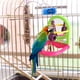 thumbnail image 1 of Jaula para pájaros, espejo, perca para loros, soporte con campana, colibrí, columpio, jaula para pájaros, perchas, espejo para pájaros, juguete para rojo verde Yinane Percha de espejo de pájaro, 1 of 8