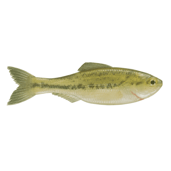 6th Sense Plump Panorama Soft Plastic Bass Fishing Lure Extra Thick Body Realistic Baitfish Profile 3 Pack Made in USA