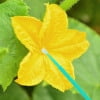 200pcs Garden Pollinator Vegetable Pollinator Pen Portable Pollinator Tool Easy To Use And Application Pollinator Pollination Tool