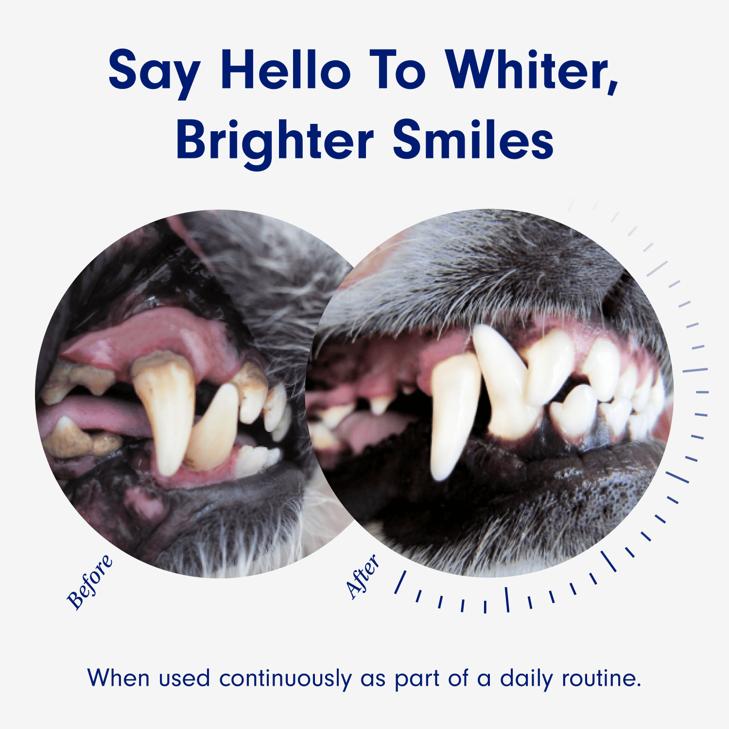 Petlab co dental wash 2025