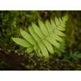 thumbnail image 2 of Merrill Images 24x19 Black Ornate Wood Framed with Double Matting Museum Art Print Titled - Fiji-Taveuni Island Small fern on a moss-covered log, 2 of 4